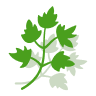 Parsley dried